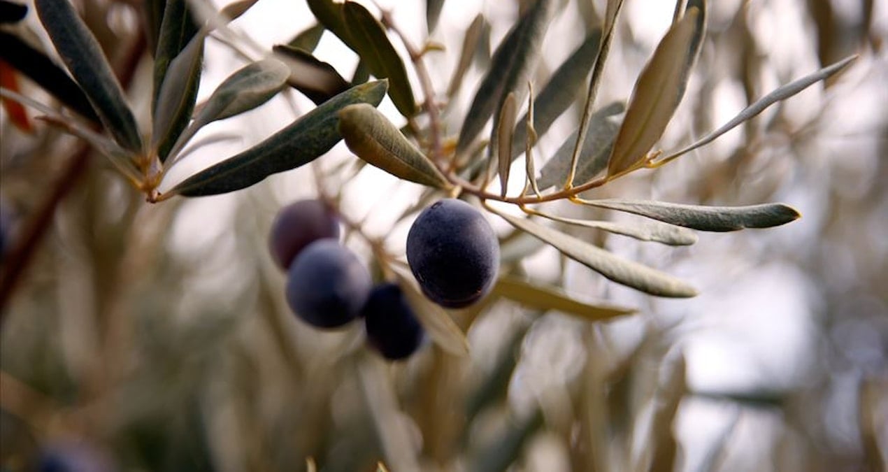 Türkiye’den ‘zeytin’ rekoru